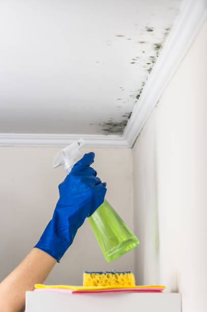 Best Residential Mold Remediation in Cecil Bishop, PA